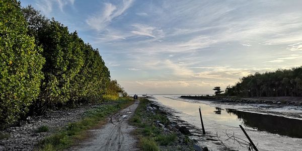 Empty road along trees and plants against sky