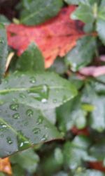 Close-up of water drops on plant