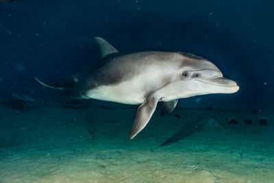 Fish swimming in sea