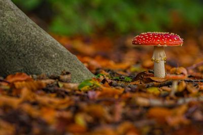 Close-up of mushroom on field during autumn