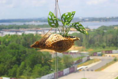 Close-up of fresh green plant against sky