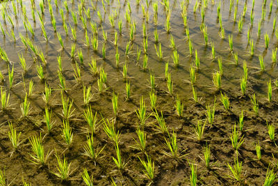 Full frame shot of corn field