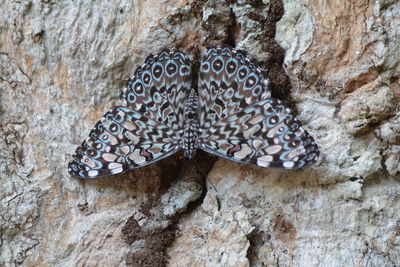 Close-up of butterfly