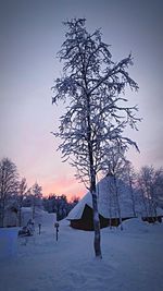 Bare trees on landscape at sunset