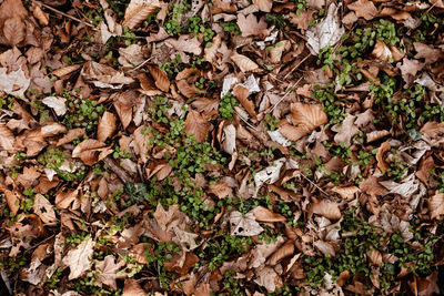 High angle view of dry leaves fallen on field