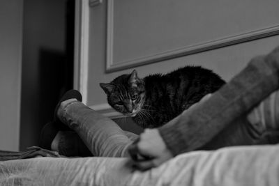 Midsection of cat sitting on bed at home