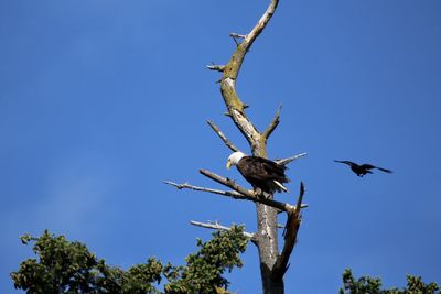 Low angle view of eagles perching on tree against sky