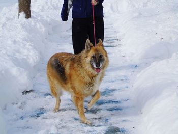 Dog standing on snow covered land