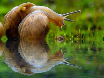 Close-up of snail in water