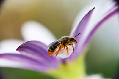 Close-up of insect on purple flower