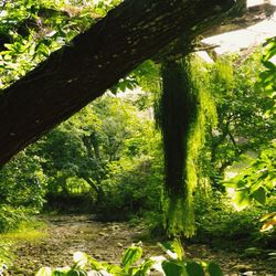 Close-up of tree