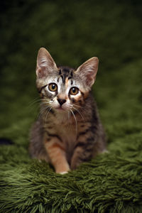 Close-up portrait of tabby kitten