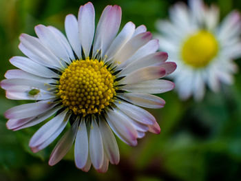 Close-up of pink flower