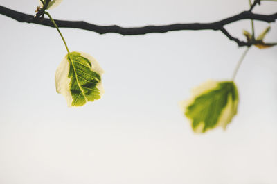 Close-up of plant leaves