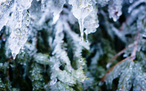 Close-up of frozen plant