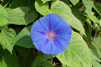 Close-up of purple flowering plant