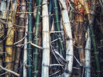 Full frame shot of bamboo trees in forest