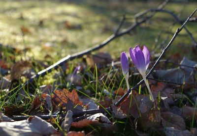 Close-up of purple flowering plants on field