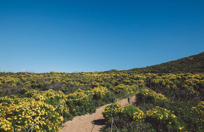 Scenic view of landscape against clear blue sky