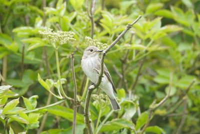 Bird perching on a branch