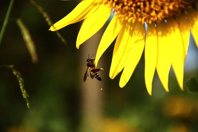 Close-up of insect on yellow flower