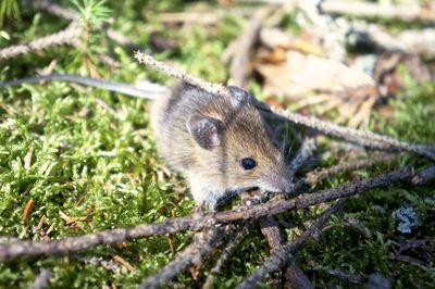 Close-up of an animal on field