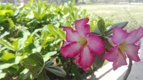 Close-up of pink flower