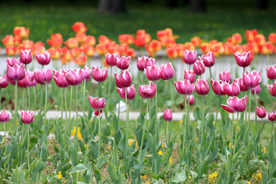 Close-up of pink tulips on field