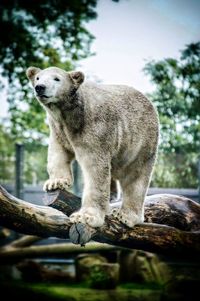 Close-up of an animal