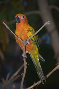 Close-up of bird perching on branch