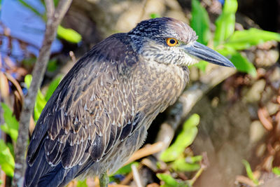 Close-up of a bird