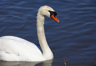 Close-up of swan swimming in lake