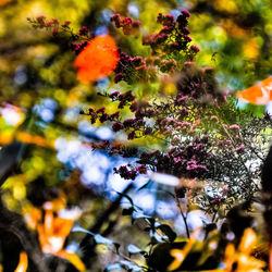 Autumn leaves in pond