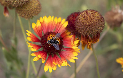 Close-up of bee on flower