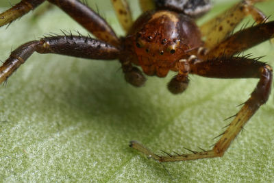 Close-up of insect