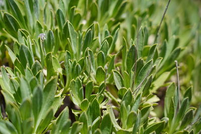 Close-up of crops growing on field