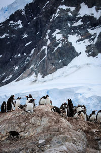 Gentoo penguins with rocks and glacier antarctica