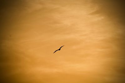 Low angle view of silhouette bird flying against sky