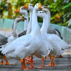 Flock of birds in lake