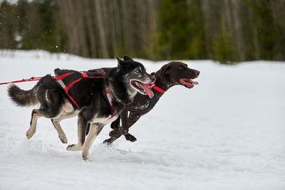 Running husky and pointer dog on sled dog racing. winter dog sport sled team competition