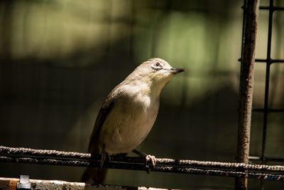 Close-up of bird perching on railing