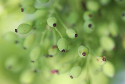 Close-up of berries growing on plant