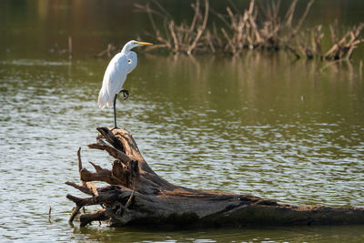 Great white egret standing on one leg on the roots of a dead tree in the water.