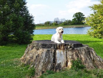 Dog on grassy field