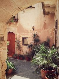 Plants growing on wall