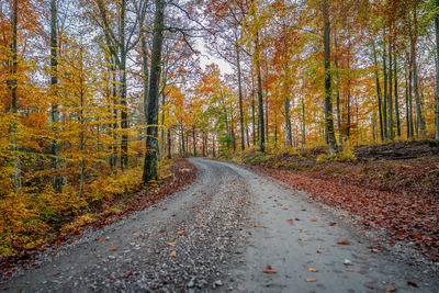 Road amidst trees in forest during autumn