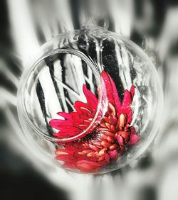 Close up of red leaf