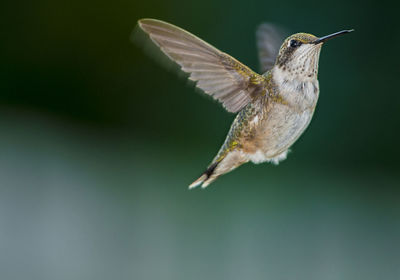 Close-up of hummingbird