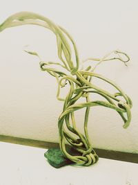 Close-up of lemon against white background