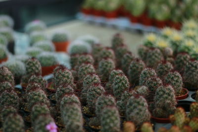 Close-up of succulent plant